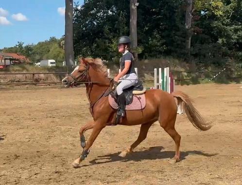 Super brave  & fijne. springpony !, Dieren en Toebehoren, Pony's, Merrie, B, C pony (1.27m tot 1.37m), Springpony, 3 tot 6 jaar