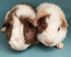 2 jonge US Teddy cavia's, Dieren en Toebehoren, Knaagdieren, Juli, Mannelijk, Cavia