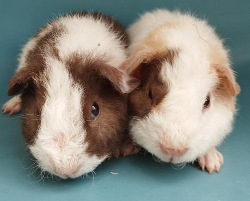 2 jonge US Teddy cavia's, Dieren en Toebehoren, Knaagdieren, Mannelijk, Cavia, Juli