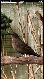 Merel pop 2025, Dieren en Toebehoren