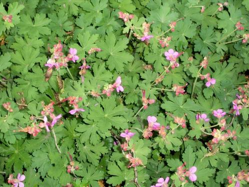 Geranium macrorrhizum 'Mytikas' en andere macrorrhizum's, Tuin en Terras, Planten | Tuinplanten, Vaste plant, Bodembedekkers, Volle zon