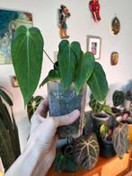 Anthurium Queremalense, Huis en Inrichting, Kamerplanten, Ophalen