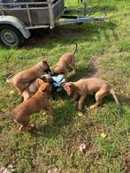Mechelse herder pups, Dieren en Toebehoren, Honden | Herdershonden en Veedrijvers, België, Particulier, CDV (hondenziekte), 8 tot 15 weken