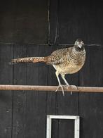 Lady Amherst haan van 2024, Dieren en Toebehoren, Pluimvee, Mannelijk, Overige soorten