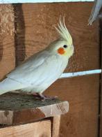 2 goede koppels, Dieren en Toebehoren, Vogels | Parkieten en Papegaaien