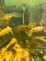 goed, Dieren en Toebehoren, Vissen | Aquariumvissen