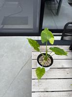 Alocasia Gageana Mint Variegata, Tuin en Terras, Planten | Tuinplanten, Ophalen