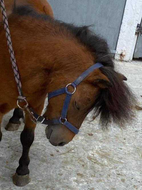 ter dekking, Dieren en Toebehoren, Paarden en Pony's | Dekhengsten en Fokmerries, Hengst