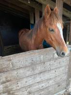 jaarling d pony, Merrie