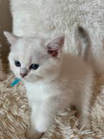 Kittens britse korthaar, Dieren en Toebehoren, Meerdere dieren, Gechipt