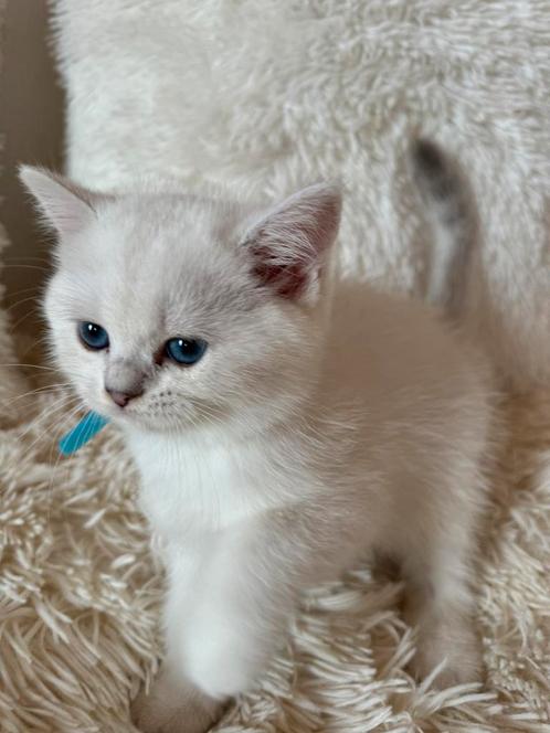Kittens britse korthaar, Dieren en Toebehoren, Katten en Kittens | Raskatten | Korthaar, Meerdere dieren, Met stamboom, Gechipt