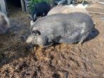 Ours castrés à vendre (mini-cochons), Porcs, Mâle, 3 à 5 ans
