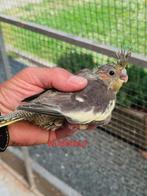 Handtamme valkparkiet, Dieren en Toebehoren, Geringd