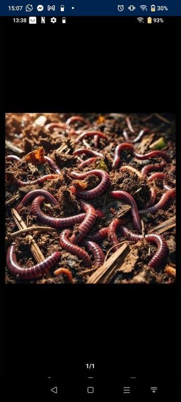 Aaswormen, mestpieren, voederworm, voederpieren beschikbaar voor biedingen