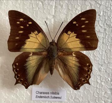 Charaxes nitebis, vlinders uit Sulawesi beschikbaar voor biedingen