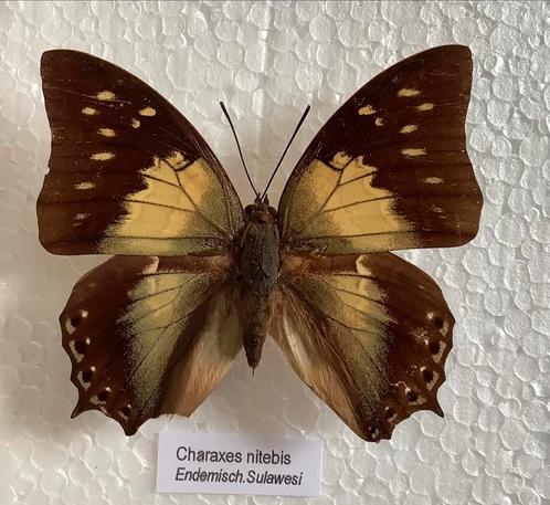 Charaxes nitebis, vlinders uit Sulawesi, Verzamelen, Dierenverzamelingen, Ophalen of Verzenden