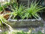 Graslelie, spinnenplant. Sprietenplant. 6 stuks., Tuin en Terras, Planten | Tuinplanten, Vaste plant, Halfschaduw, Zomer, Ophalen