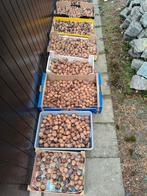okkernoten / walnoten oogst 2025  3€/kg, Ophalen