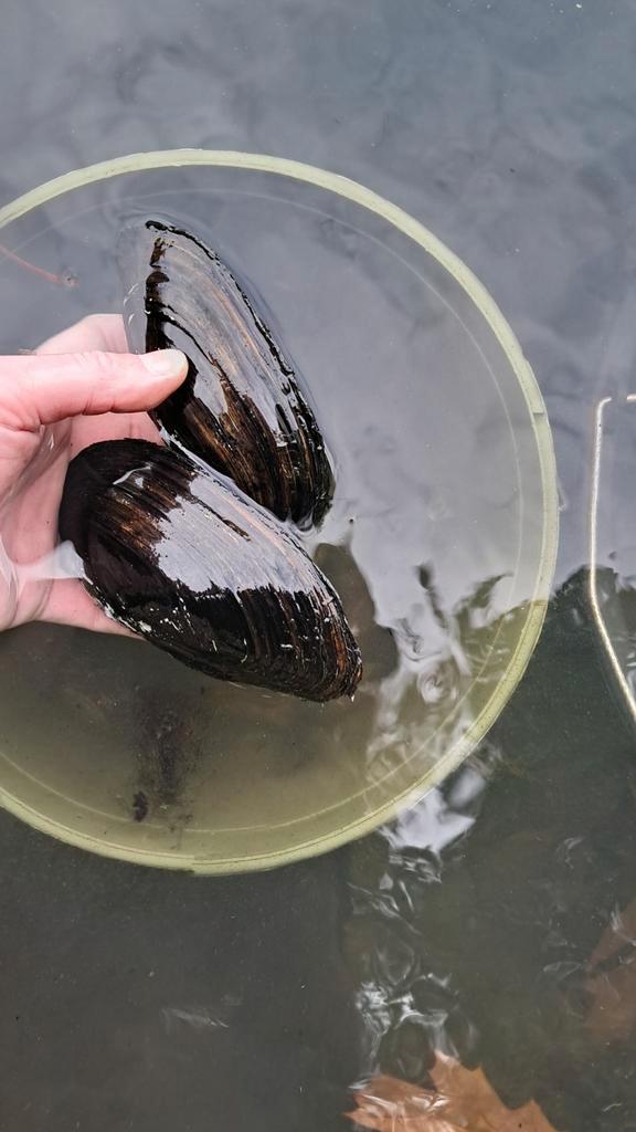Zwanenmosselen, Dieren en Toebehoren, Vissen | Aquariumvissen