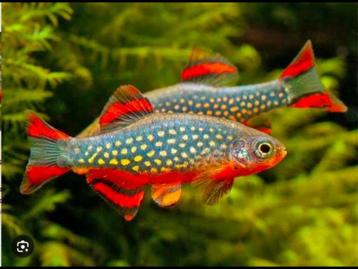 Galaxy Danio / Parelhoen rasbora dwerg nano aquarium vis beschikbaar voor biedingen