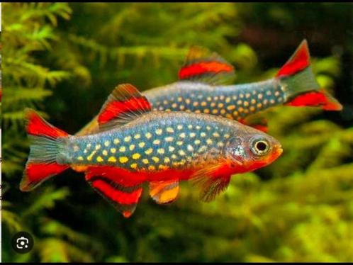 Galaxy Danio / Parelhoen rasbora dwerg nano aquarium vis, Dieren en Toebehoren, Vissen | Aquariumvissen, Zoetwatervis, Vis, Schoolvis