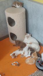 BRITSE KORTHAAR KITTENS MET STAMBOOM, Dieren en Toebehoren, Katten en Kittens | Raskatten | Korthaar, Gechipt, 0 tot 2 jaar