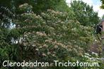 Clerodendrum Trichotomum, prachtige kleine boom., Tuin en Terras, Planten | Bomen, Zomer, 250 tot 400 cm, Ophalen