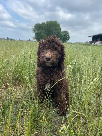 Mooie Labradoodle pups! beschikbaar voor biedingen