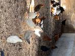 Leghorn goudpatrijs, Dieren en Toebehoren, Pluimvee, Meerdere dieren, Kip