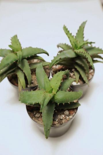 Aloe castilloniae - Madagascar (Itampolo) beschikbaar voor biedingen