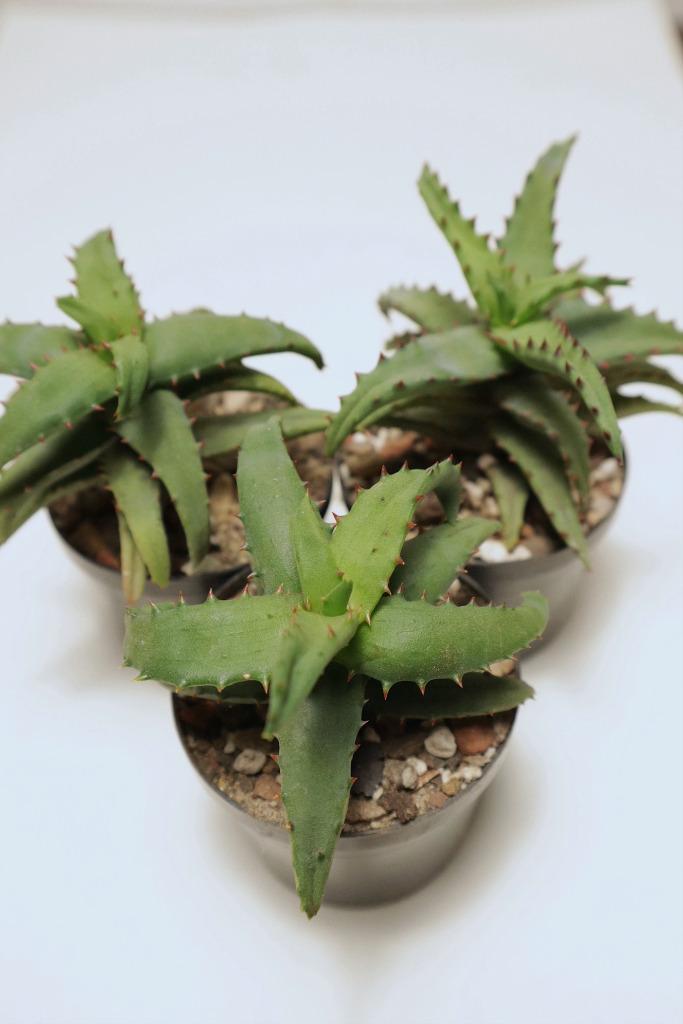 Aloe castilloniae - Madagascar (Itampolo), Huis en Inrichting, Kamerplanten, Vetplant, Minder dan 100 cm, Bloeiende kamerplant