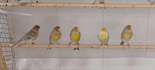 Kleurkanaries uit topselectie, Dieren en Toebehoren, Vogels | Kanaries, Kleurkanarie, Meerdere dieren