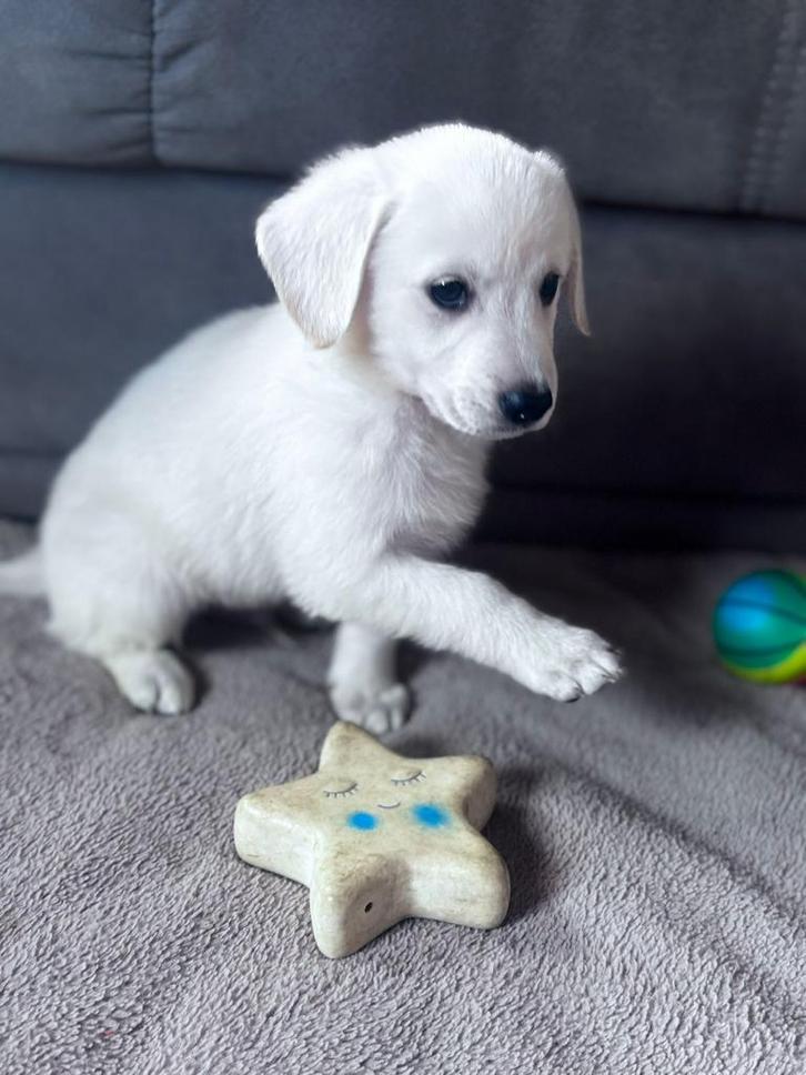 Kruising tussen witte herder en labrador, Dieren en Toebehoren, Honden | Retrievers, Spaniëls en Waterhonden, Teef, Overige rassen
