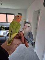 Super handtamme dwergpapegaaien, Dieren en Toebehoren