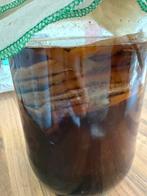 Kombucha zwam Scoby, Diversen, Ophalen