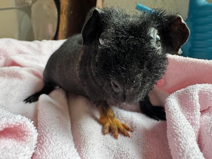Skinny cavia Zeugje, Dieren en Toebehoren, Knaagdieren, Vrouwelijk, Cavia, Augustus, Tam