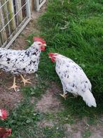 Bonte leghorn henne, Dieren en Toebehoren, Pluimvee, Vrouwelijk, Kip