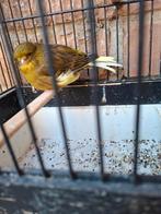 Gloster consort, groen/bont int. POP 2024, Dieren en Toebehoren, Vogels | Kanaries