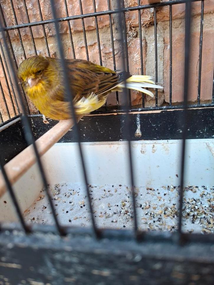 Gloster consort, groen/bont int. POP 2024, Dieren en Toebehoren, Vogels | Kanaries