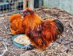 Trio kriel Zijdehoenders rood, Dieren en Toebehoren, Kip
