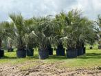 Butia XXL hauteur moyenne hors pot de 280/290cm, Tuin en Terras, Planten | Bomen, Ophalen of Verzenden