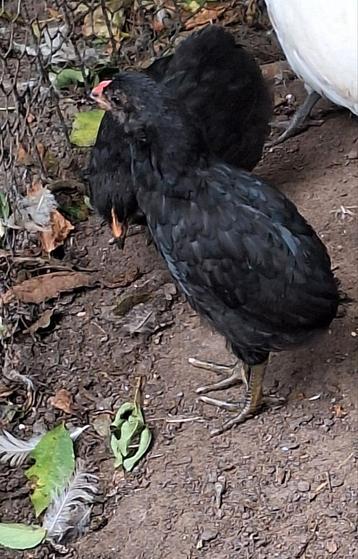 Broedeieren v Bolstaart Araucana's beschikbaar voor biedingen