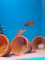 Labidochromis hongi sweden jongen, Vis, Zoetwatervis