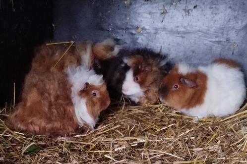 Verschillende beertjes alpaca en rex, Dieren en Toebehoren, Knaagdieren, Mannelijk, Cavia, Tam