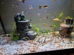 Guppys te koop, Dieren en Toebehoren, Vissen | Aquariumvissen