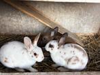 Rex dwergkonijnen, Dieren en Toebehoren, Konijnen