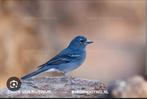 Gezocht 0-1 blauwe vink Fringilla teydea, Meerdere dieren, Wildzangvogel, Geringd