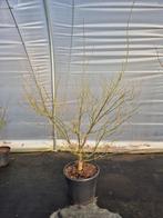 Acer palmatum Koto No Ito - Japanse esdoorn, Enlèvement