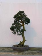 Prachtige Bonsai Juniperus Chinensis – 90 cm, Ophalen