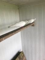 lachduiven, Dieren en Toebehoren, Vogels | Duiven